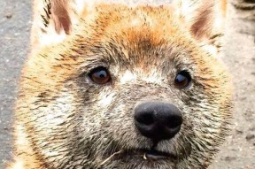 开云竞猜官网-【教士击败padres】泰蒂斯关键安打引爆全场